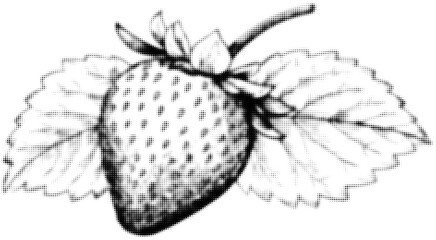 Wall Mural - vintage halftone illustration of a strawberry with leaves in black and white