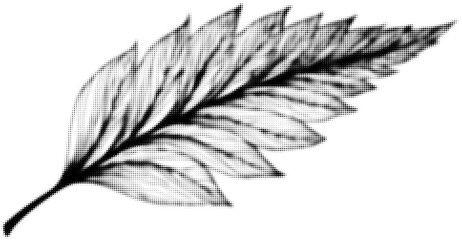 Wall Mural - black and white dotted leaf pattern with artistic texture concept