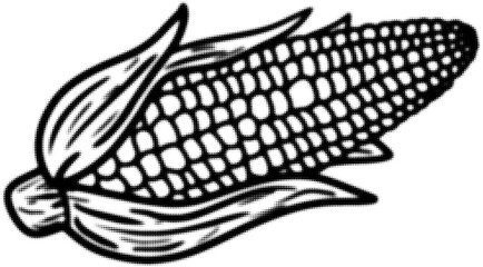 Wall Mural - black and white illustration of a detailed corn cob with husk on