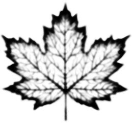 Wall Mural - black and white halftone maple leaf in artistic design
