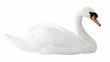© mbah - Swan Floating/Relaxing/White Background