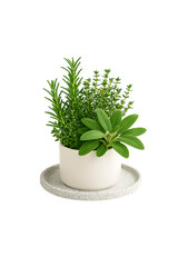 Wall Mural - Green Plants in Ceramic Pot – Minimal Indoor Botanical Decor