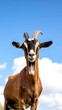 © kerang - Close-up of a goat against a vibrant blue sky