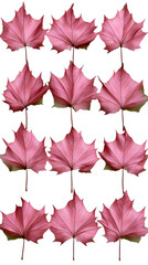 Wall Mural - Collection of Pink Maple Leaves on White