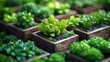 © SUTRININGSIH - Succulent plants in pots with garden concept.