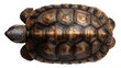 © hassan - turtle shell top view isolated on white background