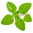 © CeeStudio - Oregano Green Leaves Isolated On White Background: A vibrant close-up of a single, fresh oregano plant, its lush green leaves radiating natural beauty, freshness, and the essence of culinary delight.