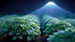 © BOJOShop - Rows of fresh green plants bathed in soft blue light under a dark sky nature
