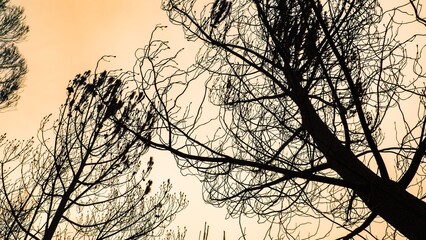Wall Mural - silhouette of tree branches against a sunset sky during wildfires in pedrogao grande, portugal, 2017