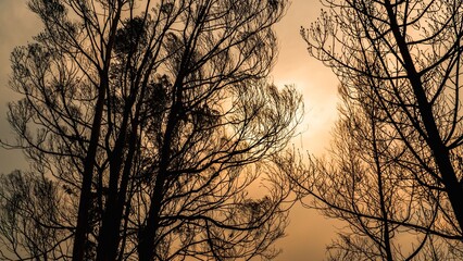 Wall Mural - silhouette of tree branches against a sunset sky during wildfires in pedrogao grande, portugal, 2017
