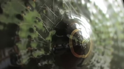 Spiderweb and blurred foliage close-up