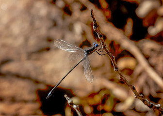 close up of a dragonfly
