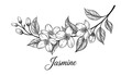 © BEST  - Black and white line drawing of a jasmine flower branch with buds and leaves on a white background floral