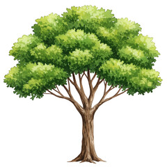 green leafy tree isolated on transparent background