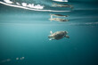 © Cavan Images - A loggerhead sea turtle swims below surface in clear blue ocean