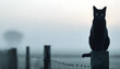 © Julia - Black cat sitting on a fence post in the fog at dawn, Halloween