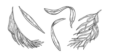 Hand drawn black white illustrations of acai palm fronds and exotic leaves isolated. Foliage vector outline drawing. Silhouettes line art leaves clipart for packaging, labels, kitchenware branding.