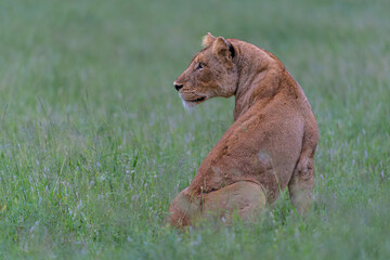 Wall Mural - Lion female hunting. Lioness searching for food in the Kruger National Park in the green season in South Africa