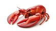 © Robani - Red lobster on white background