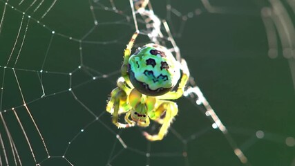 Spider Weaving an Intricate Web with Glistening Silk