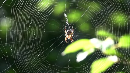 Spider Resting in a Geometric Web with a Smooth Dolly Shot