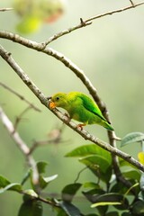 Wall Mural - green parrot perched in a lush forest.