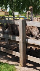Ostrich farm. the girl, standing behind wooden fence, feeds the group of big ostriches at poultry farm outdoors. Feeding ostriches. Ostriches farming