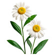 © habib1919 - Two Blooming White Daisy Flowers with Yellow Centers and Green Leaves on Stems for Floral Arrangements and Garden Designs on Transparent Field