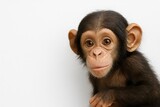 Cute curious brown chimpanzee baby monkey peeking isolated on white background