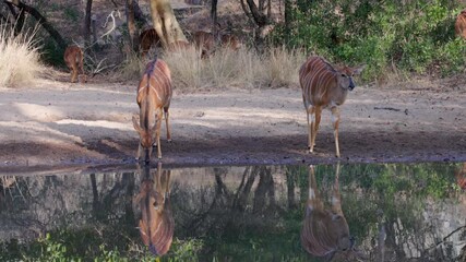 Wall Mural - a clip of two female nyala antelopes drinking at a waterhole of kruger national park in south africa