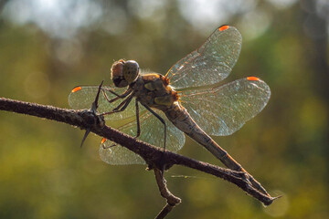 dragonfly backlight