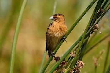 Wall Mural - small brown bird on green reeds in natural habitat.