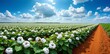 © MDRakibul - Vast cotton field under a blue sky with fluffy clouds and a dirt path