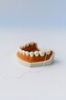 © Nadia - Dental flossing demonstration model with artificial teeth, realistic oral hygiene teaching aid for cleaning between teeth, lower jaw tooth model with floss thread, dental care education concept