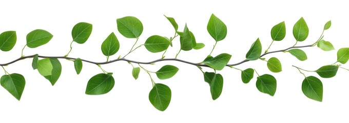 a delicate green branch with leaves isolated on a transparent background