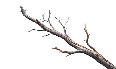 Gnarly dead tree branch isolated on transparent background