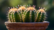 © Fizzah - cactus in a pot