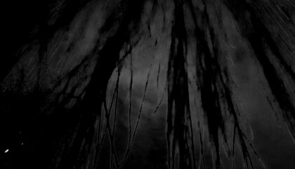 Shadow of a tree on the wall