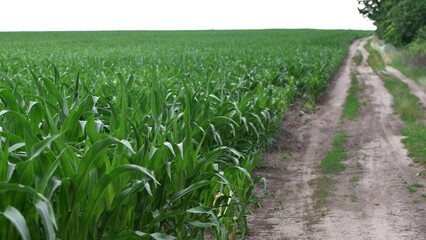 Wall Mural - road in the field, green corn leaves. Corn farm. photo of corn field. concept of good harvest, agricultural. Field of corn in spring or early summer. industrial background. close-up