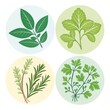 © SAIFUL - Four circular herb illustrations featuring bay leaf parsley thyme and rosemary on a white background