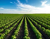 Lush green field of crops under a vibrant blue sky