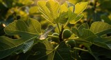 Lush Green Fig Leaves with Sunlight, Fresh Growth on Branch