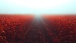 © Achaa - Red field disappearing into fog or mist horizon line creating a path.