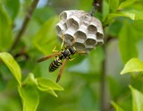 Wasp and nest on branch