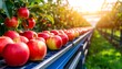 © Dua - Apples on a conveyor belt in a orchard