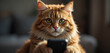© Amir Bajric - portrait of a cat holding a mobile phone
