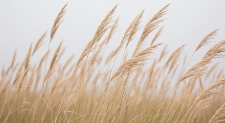 Naklejka na meble Dreamy shot of tall, feathery beige grasses.

