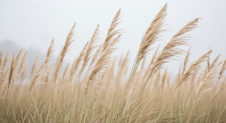 Naklejka na meble Dreamy shot of tall, feathery beige grasses.


