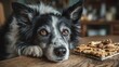 © Vangly - Border Collie Examining a Puzzle Toy with Treats