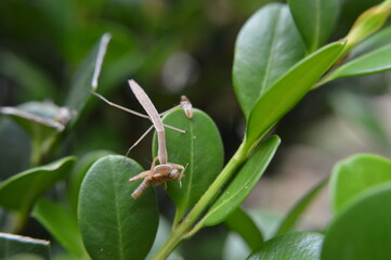 baby preying mantis eating